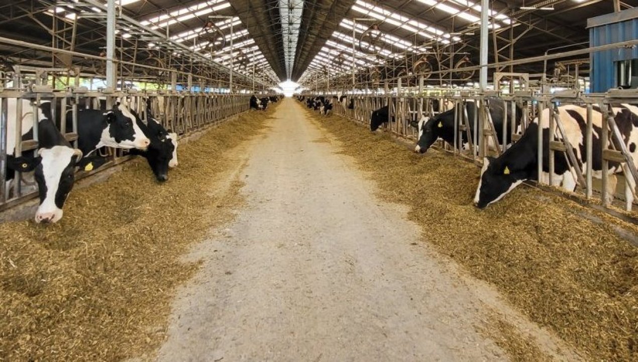 /expertos-udec-buscan-reducir-impacto-ambiental-del-ganado-bovino-de-leche