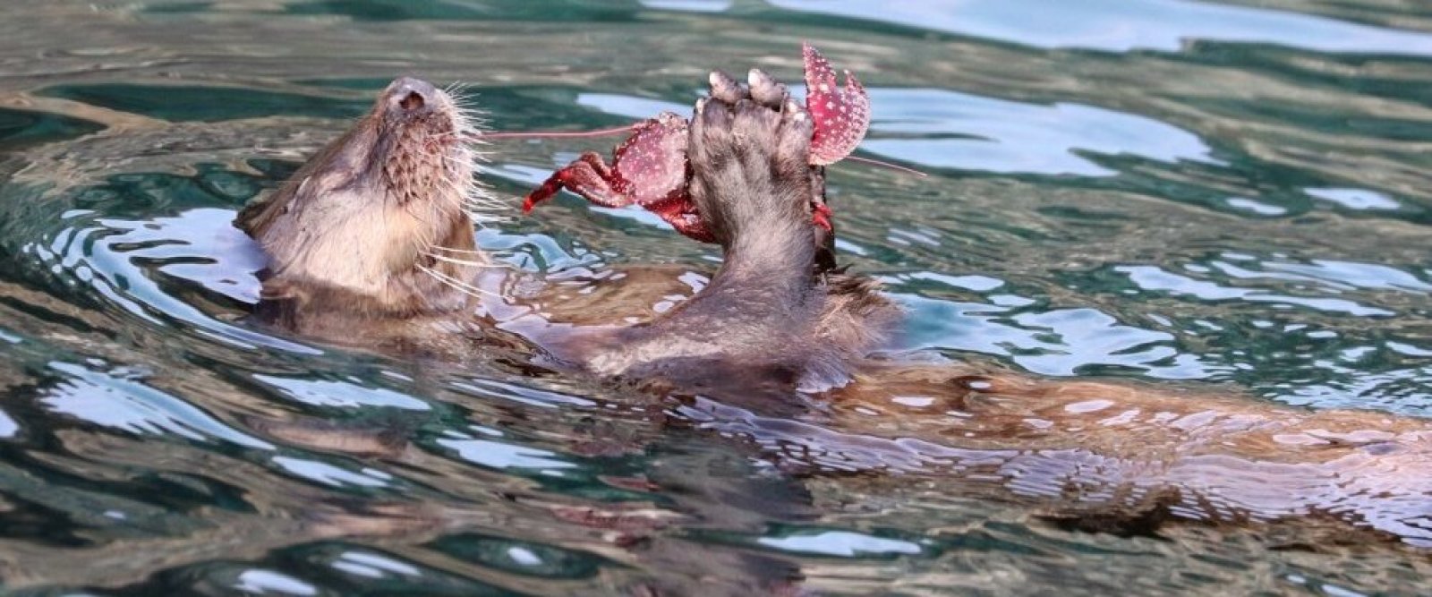 El chungungo se corona como el nuevo Embajador del Día de la Fauna Chilena 2025