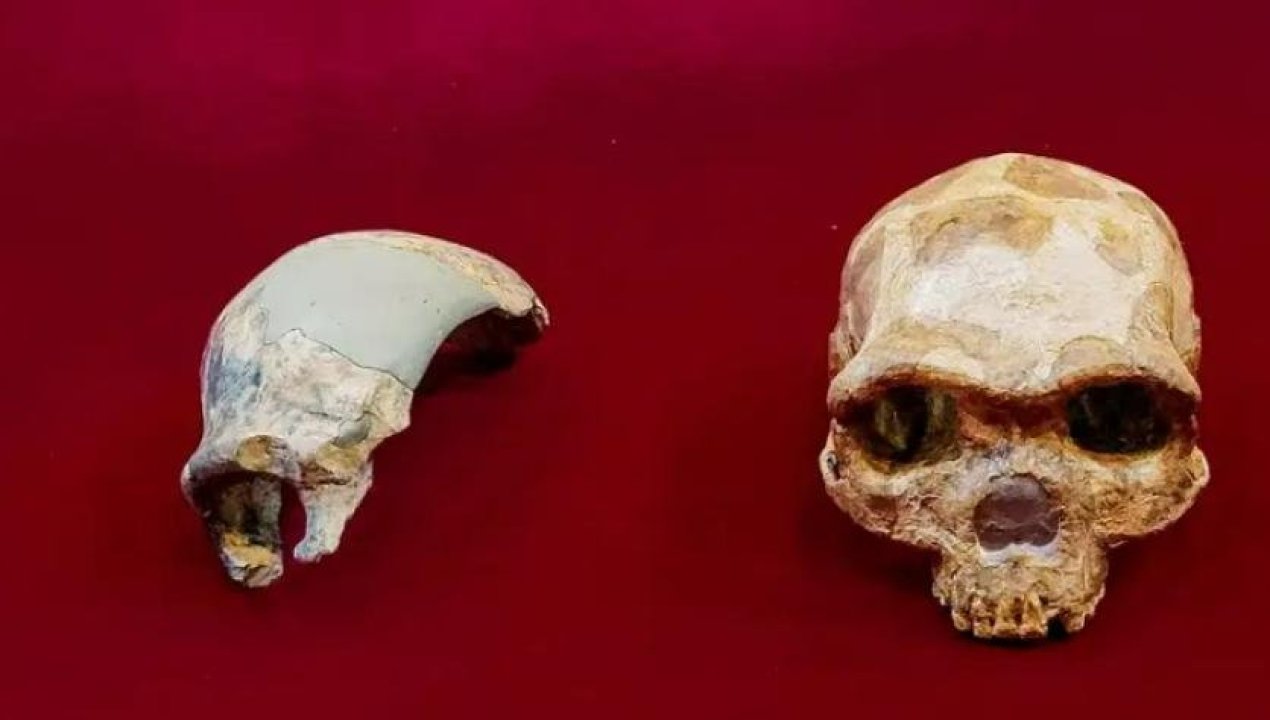 /tendencias/ciencia/descubren-craneo-de-300-mil-anos-que-no-corresponderia-a-ninguna-especie